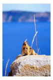Tablou Canvas, "Veveriță curajoasă pe st&acirc;ncă albastră", Chipmunk, Rocă, Albastru, Cer, Apă, Vedere, Natură, Curiozitate, 26 x 39 cm, CMCLASS