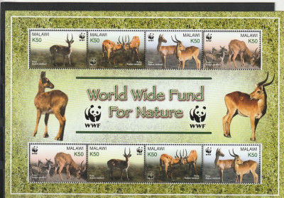 Fauna ,cervide ,WWF,KLBG ,Malawi. foto