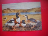 HOPCT 14854 GASCA CU OBRAZ ROSU- BRANTA RUFICOLLIS -- PASARI -FAUNA - -NECIRCULATA