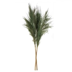 Set Pene Decorative Pampas, 85cm, Verde, 5 Buca?i foto