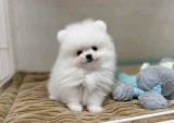 Pomeranian boo