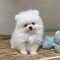 Pomeranian boo