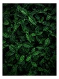 Tablou Canvas Frunze verzi natură textură lumină proaspăt, 26 x 39 cm, CMCLASS