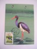 C12 - maxima Romania - tematica pasari 6 - prima zi a emisiunii sau expozitii, Romania de la 1950, Fauna