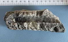 Fosila marina pietrificata (3)