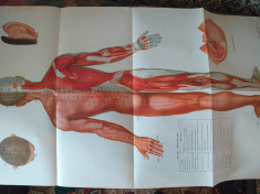 Acupunctura- 6 planse, manual 14 meridiane foto