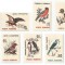 |Romania, LP 1314/1993, Pasari (uzuale), MNH