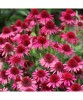 Planta Echinacea DELICIOUS CANDY Noortdeli PBR C2, ghiveci 2l, Oem