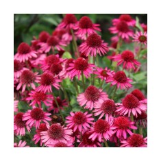 Planta Echinacea DELICIOUS CANDY Noortdeli PBR C2, ghiveci 2l