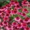 Planta Echinacea DELICIOUS CANDY Noortdeli PBR C2, ghiveci 2l