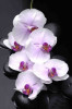 Fototapet de perete autoadeziv si lavabil Orhidee albe cu pietre, 300 x 200 cm