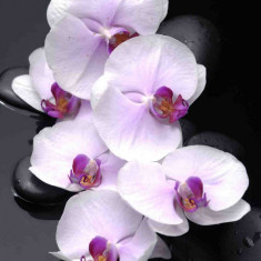 Tablou canvas Orhidee albe cu pietre, 90 x 60 cm