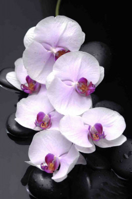 Fototapet de perete autoadeziv si lavabil Orhidee albe cu pietre, 250 x 200 cm foto