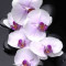 Autocolant Orhidee albe cu pietre, 270 x 200 cm