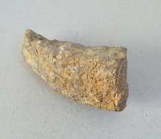 Hippurites sp. fosila din Cretacic (Turonian)