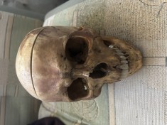 Craniu vechi model de studiu foto