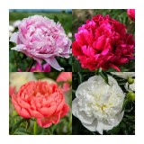 Plante Bujori: rosu, roz, alb, coral - flori mari, parfumate/ 1planta la ghiveci, Casa