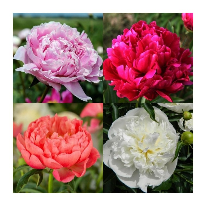 plante Bujori: rosu, roz, alb, coral - flori mari, parfumate/ 1planta la ghiveci