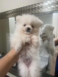 Pomeranian boo