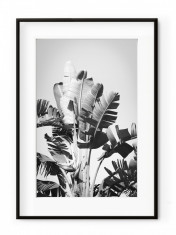 Tablou Tropical Forest Aluminium Noir foto