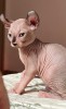Puiuți Canadian Sphynx disponibili &ndash; pedigree WCF, #1 All Systems