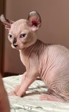 Puiuți Canadian Sphynx disponibili &ndash; pedigree WCF