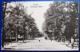Braila 1917 - Aleea Monumentului - Denkmal Allee - printata, necirculata, Fotografie