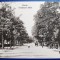 Braila 1917 - Aleea Monumentului - Denkmal Allee - printata, necirculata