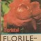 Florile - Parfum si culoare