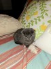 🐾 Pui de pisică Scottish Fold Blue (short hair) &ndash; 2 luni &ndash; 950 lei 🏡