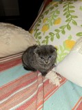 🐾 Pui de pisică Scottish Fold Blue (short hair) &ndash; 2 luni &ndash; 950 lei 🏡