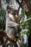 Tablou Canvas, "Koala &icirc;ntre ramuri de eucalipt", Koala, Frunze, Copaci, Blană, Curiozitate, Verdeață, Natură, 26 x 39 cm, CMCLASS
