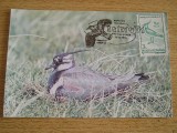 C12 - maxima Romania - tematica pasari 34 - prima zi a emisiunii sau expozitii, Romania de la 1950, Fauna