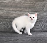 Pisoiaș alb ca zăpada, rasa Scottish Straight, (Pedigree)