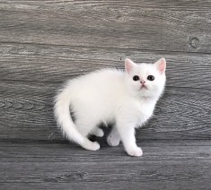 Pisoiaș alb ca zăpada, rasa Scottish Straight, (Pedigree)