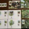 pitcairn - pasari - serie 4 timbre MNH, 4 FDC, 4 maxime, fauna wwf