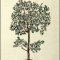 The Imagination of Plants: A Book of Botanical Mythology