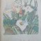 RAOUL DUFY. MIC ALBUM DE PICTURA-CLAUDE ROGER-MARX-253270