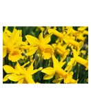 Narcise Narcissus, Peeping Tom, Galben, 10/12, 1 Bulb, Oem