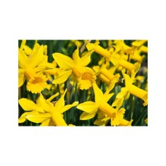 Narcise Narcissus, Peeping Tom, Galben, 10/12, 1 Bulb