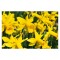 Narcise Narcissus, Peeping Tom, Galben, 10/12, 1 Bulb