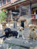 Puiuț de labrador