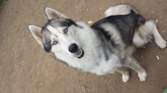 Husky Siberian pentru monta. foto