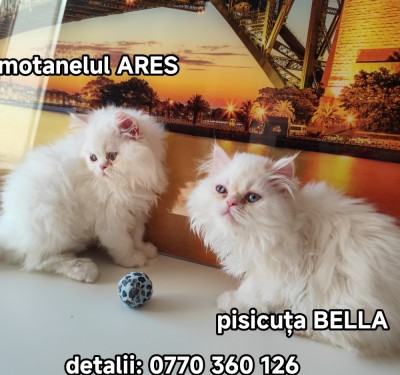 V&amp;acirc;nd Pisoi persani superbi foto