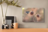 Tablou Canvas, "Fluture pe floare uscată &icirc;n lumină", Fluture, Floare, Fragilitate, Natură, Delicatețe, Eteric, Lumină, Echilibru, 39 x 26 cm, CMCLASS
