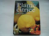 Plantele citrice pentru sere si terase - Peter Klock