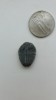 Fosila Trilobit Elrathia Kingi 2