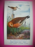 HOPCT 6310 LIMOSA LIMOSA LIMOSA -PASARI DE APA -FAUNA EUROPA-CP CHROMO LITHO -MUZEUL REGAL STIINTE NATURALE BELGIA-NECIRCULATA, Printata
