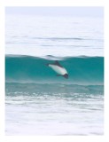 Tablou Canvas, "Delfin dans&acirc;nd printre valuri albastre", Sea, Dolphin, Wave, Ocean, Surf, Splash, Aquatic, Movement, Graceful, Blue, Splash, 26 x 39 c