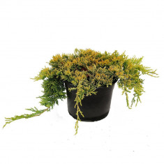 Ienupar tarator Auriu (Juniperus horizontalis Golden Carpet), la ghiveci foto
